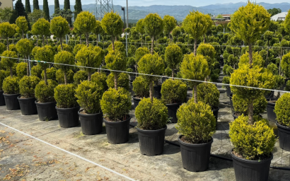 Cupressus macrocarpa 'Goldcrest'
